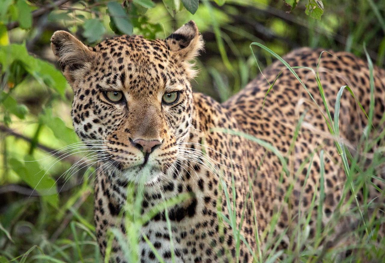 Karongwe Portfolio - Becks Safari Lodge Karongwe Game Reserve المظهر الخارجي الصورة