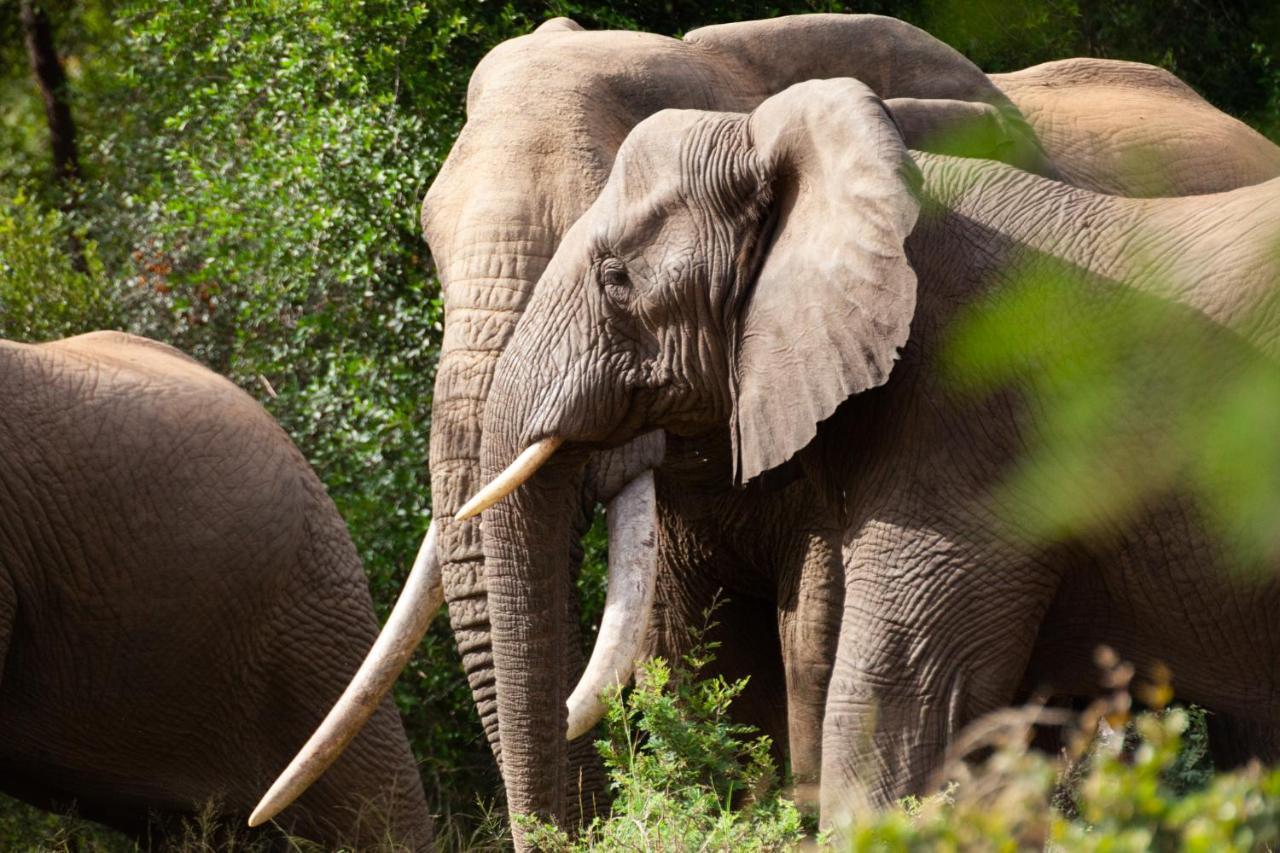 Karongwe Portfolio - Becks Safari Lodge Karongwe Game Reserve المظهر الخارجي الصورة