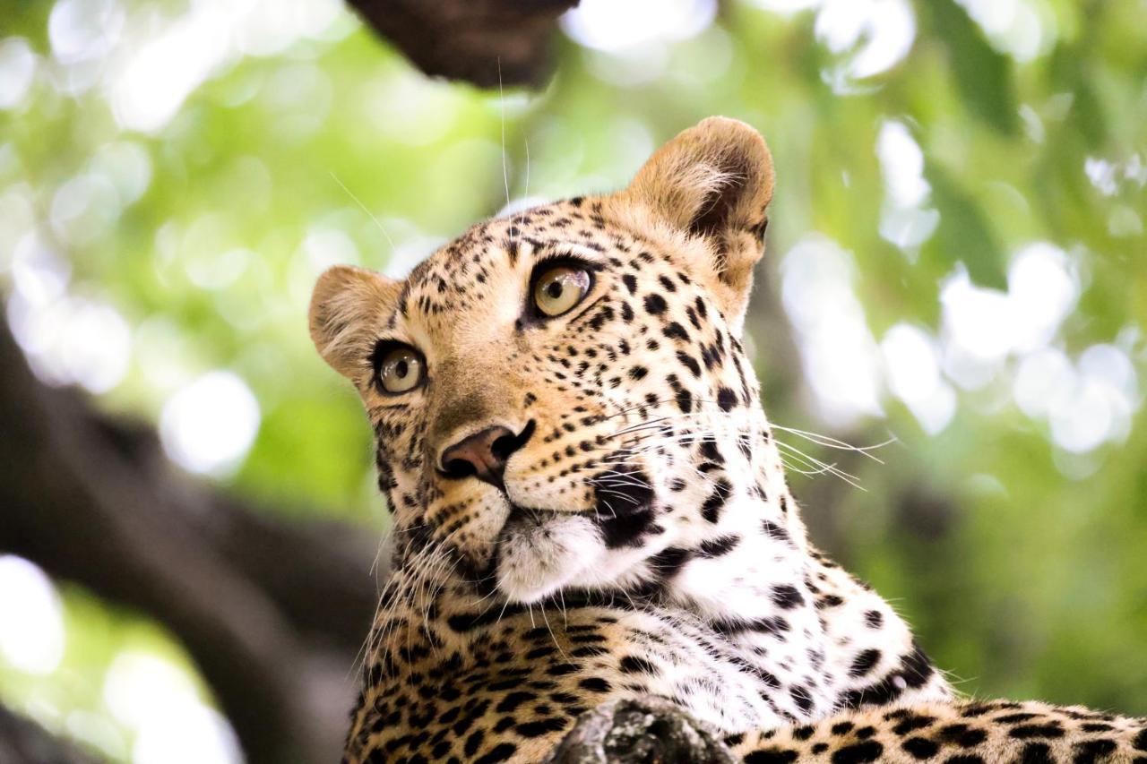 Karongwe Portfolio - Becks Safari Lodge Karongwe Game Reserve المظهر الخارجي الصورة