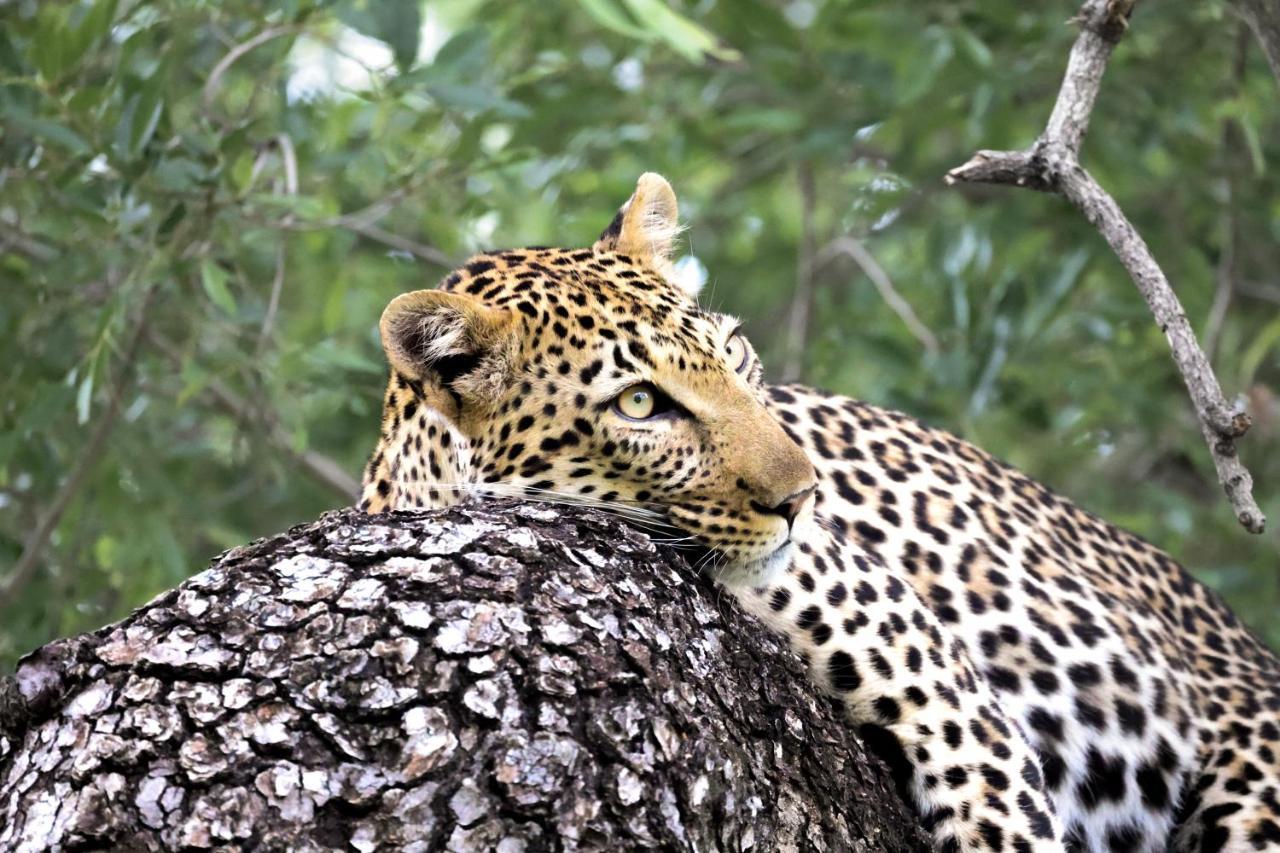 Karongwe Portfolio - Becks Safari Lodge Karongwe Game Reserve المظهر الخارجي الصورة