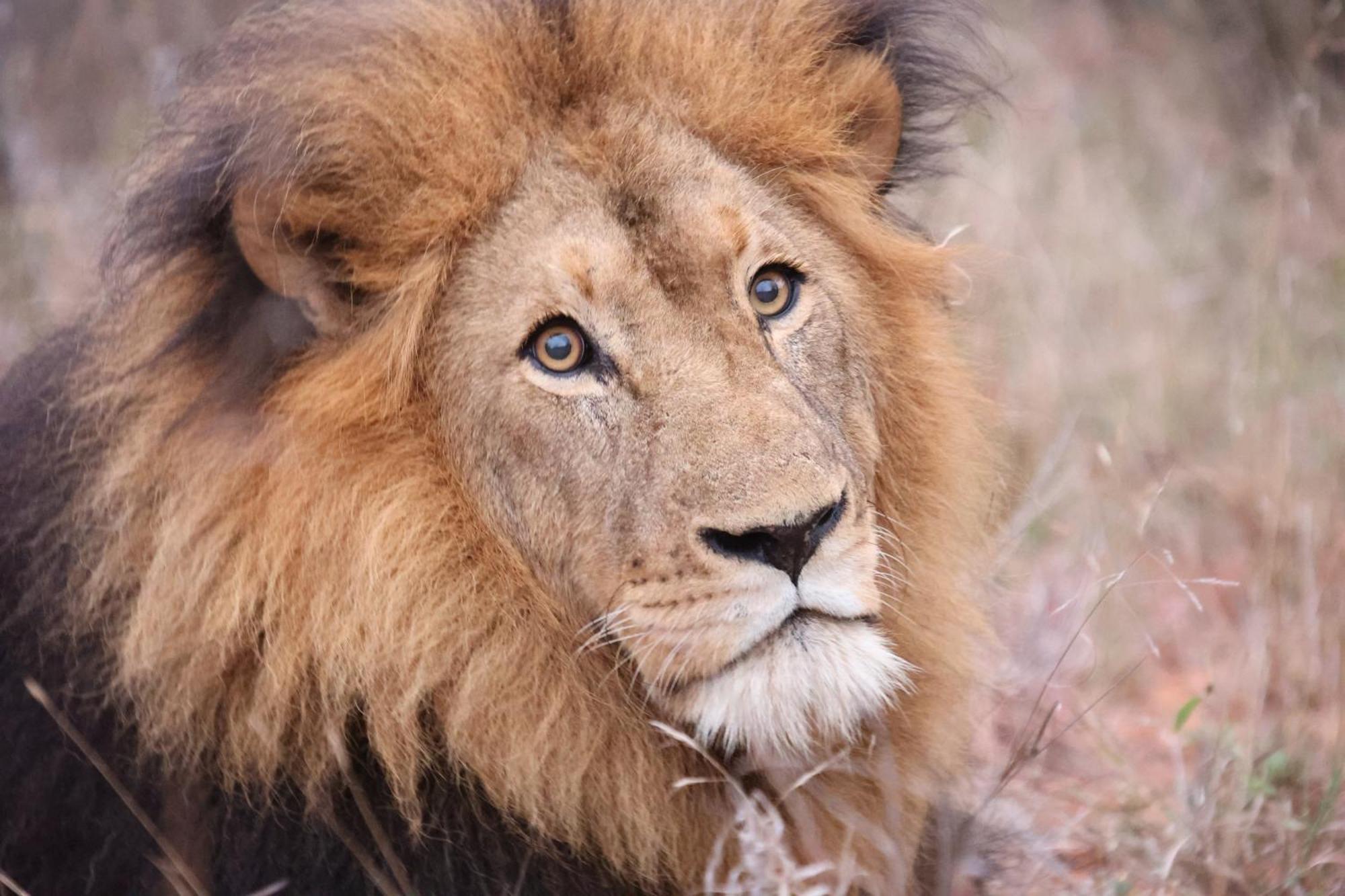 Karongwe Portfolio - Becks Safari Lodge Karongwe Game Reserve المظهر الخارجي الصورة