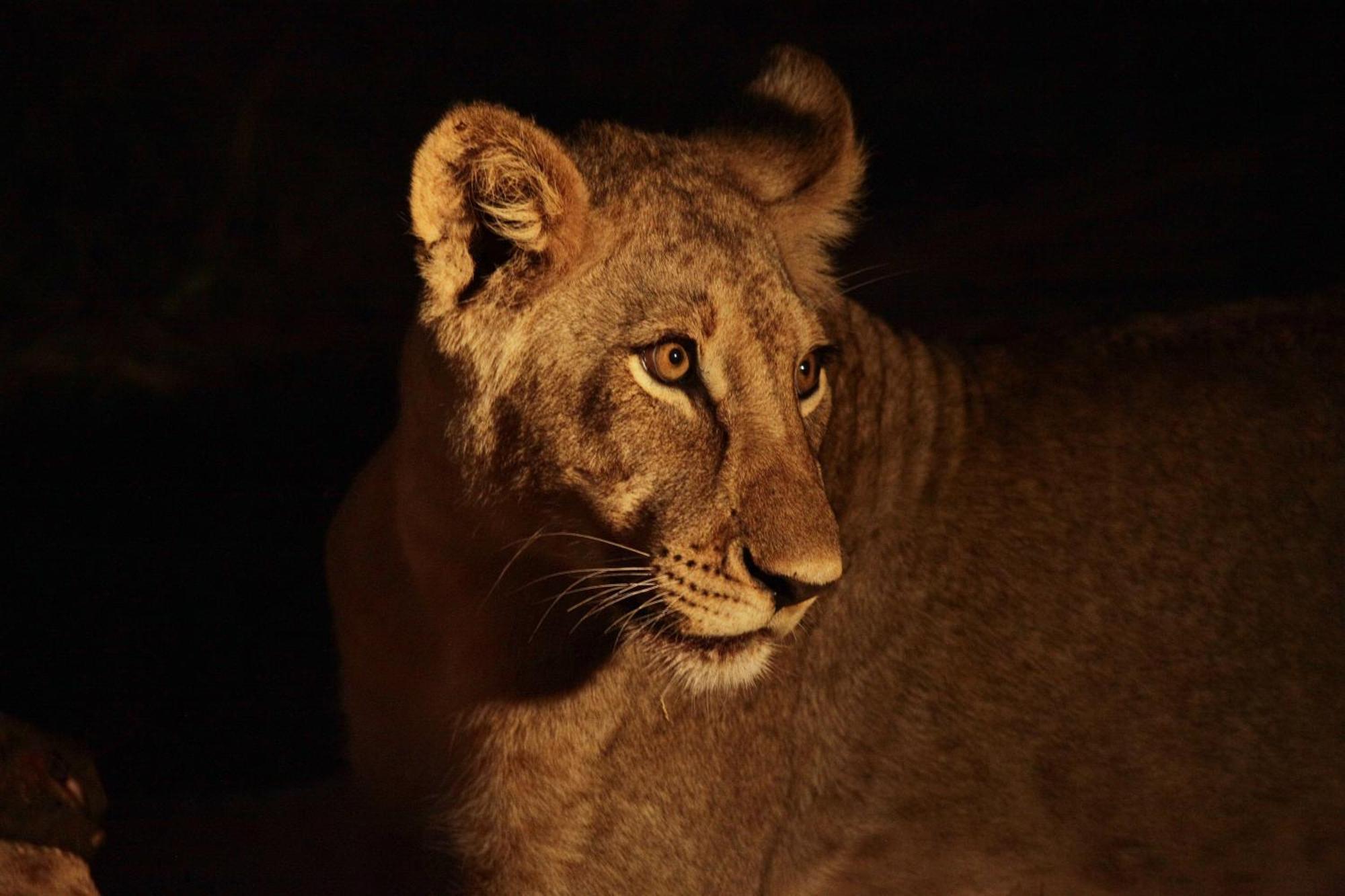 Karongwe Portfolio - Becks Safari Lodge Karongwe Game Reserve المظهر الخارجي الصورة
