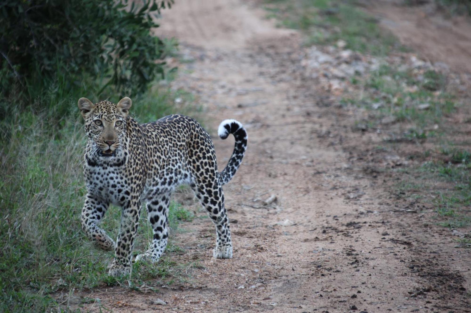 Karongwe Portfolio - Becks Safari Lodge Karongwe Game Reserve المظهر الخارجي الصورة