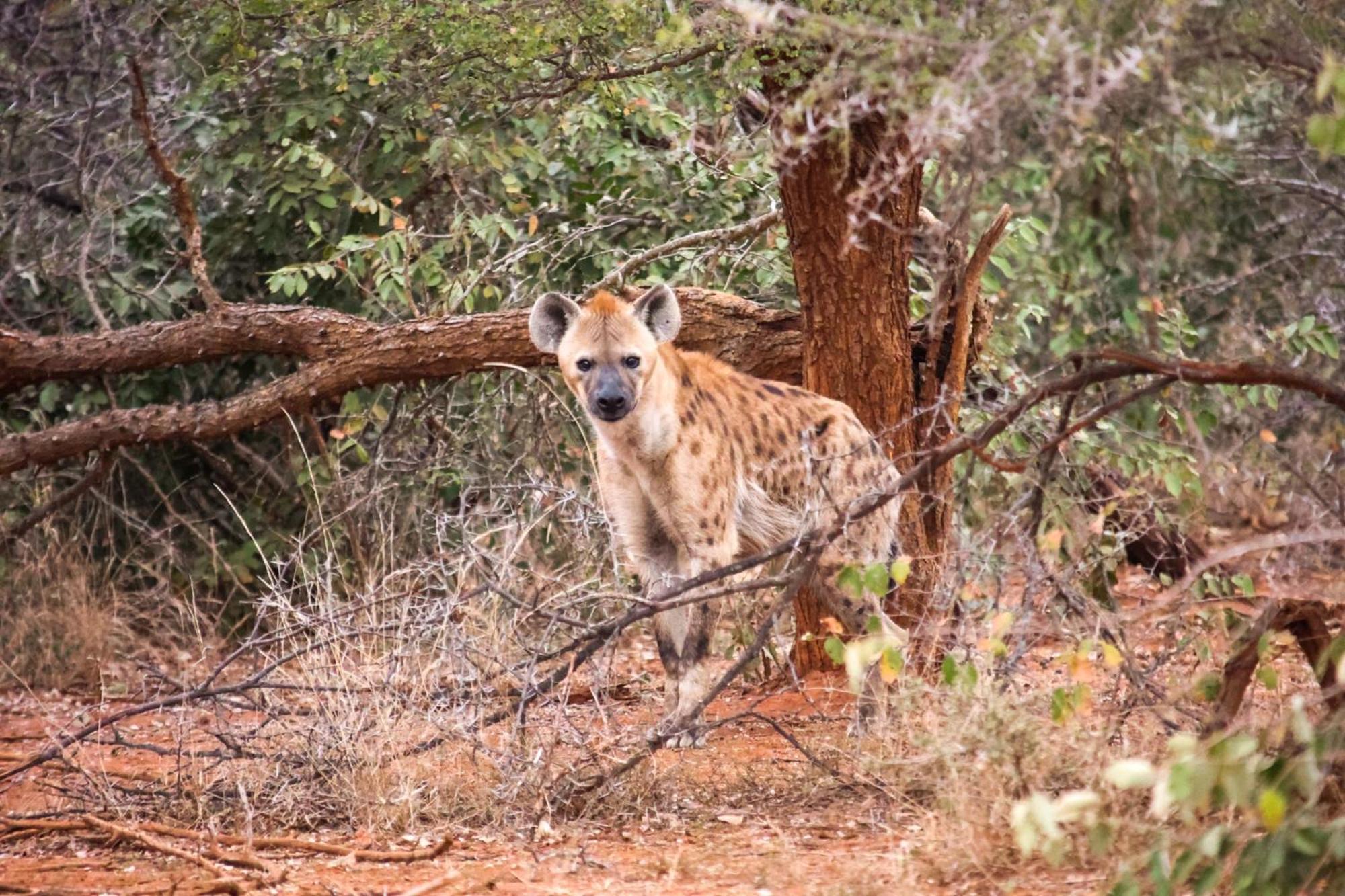 Karongwe Portfolio - Becks Safari Lodge Karongwe Game Reserve المظهر الخارجي الصورة