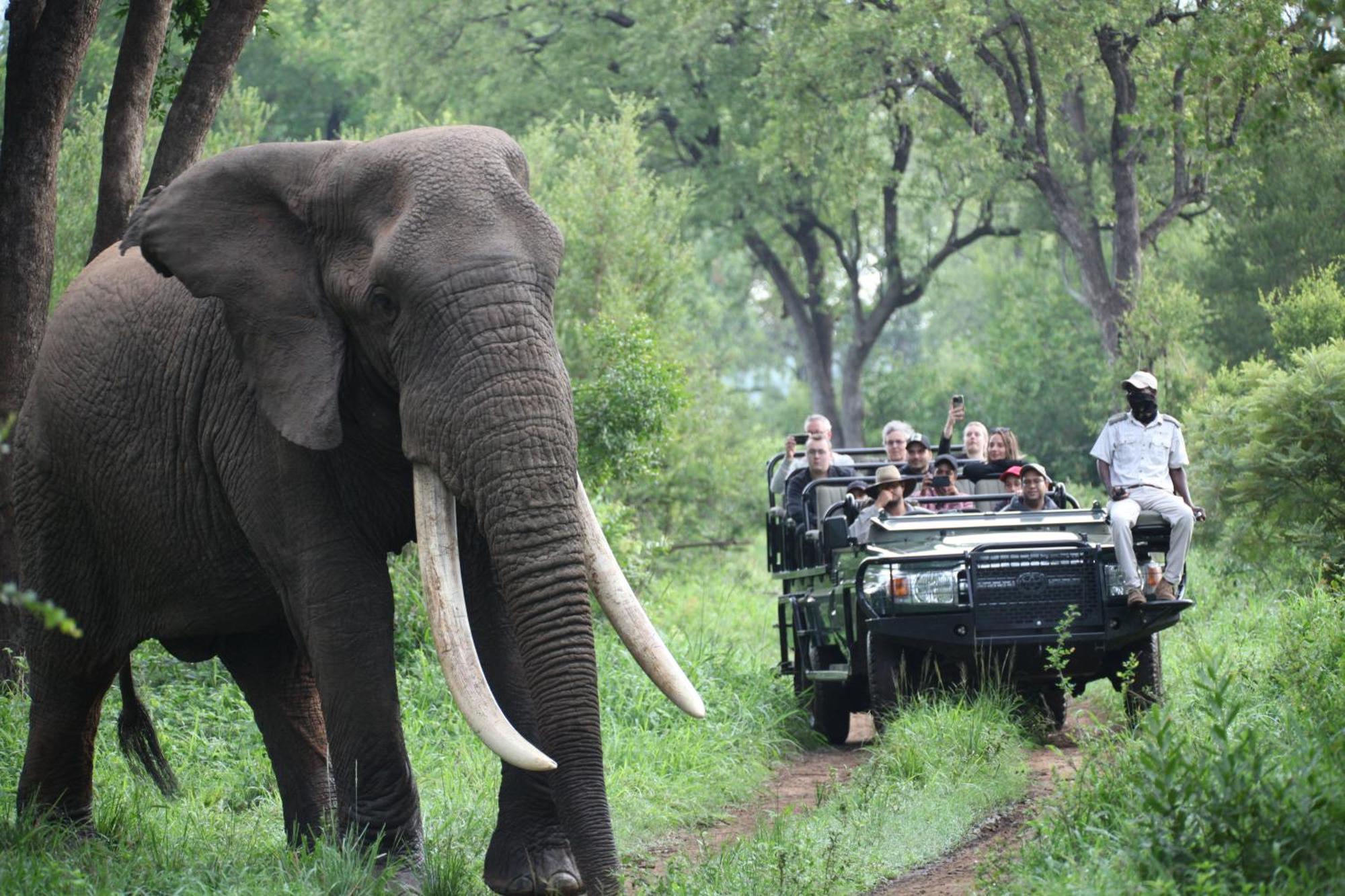 Karongwe Portfolio - Becks Safari Lodge Karongwe Game Reserve المظهر الخارجي الصورة