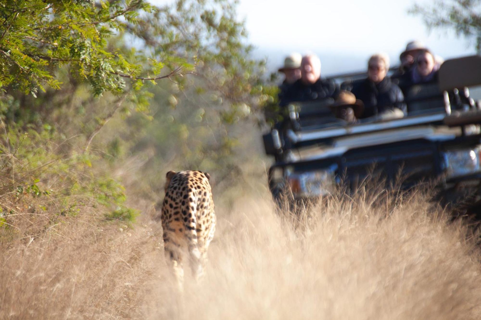 Karongwe Portfolio - Becks Safari Lodge Karongwe Game Reserve المظهر الخارجي الصورة