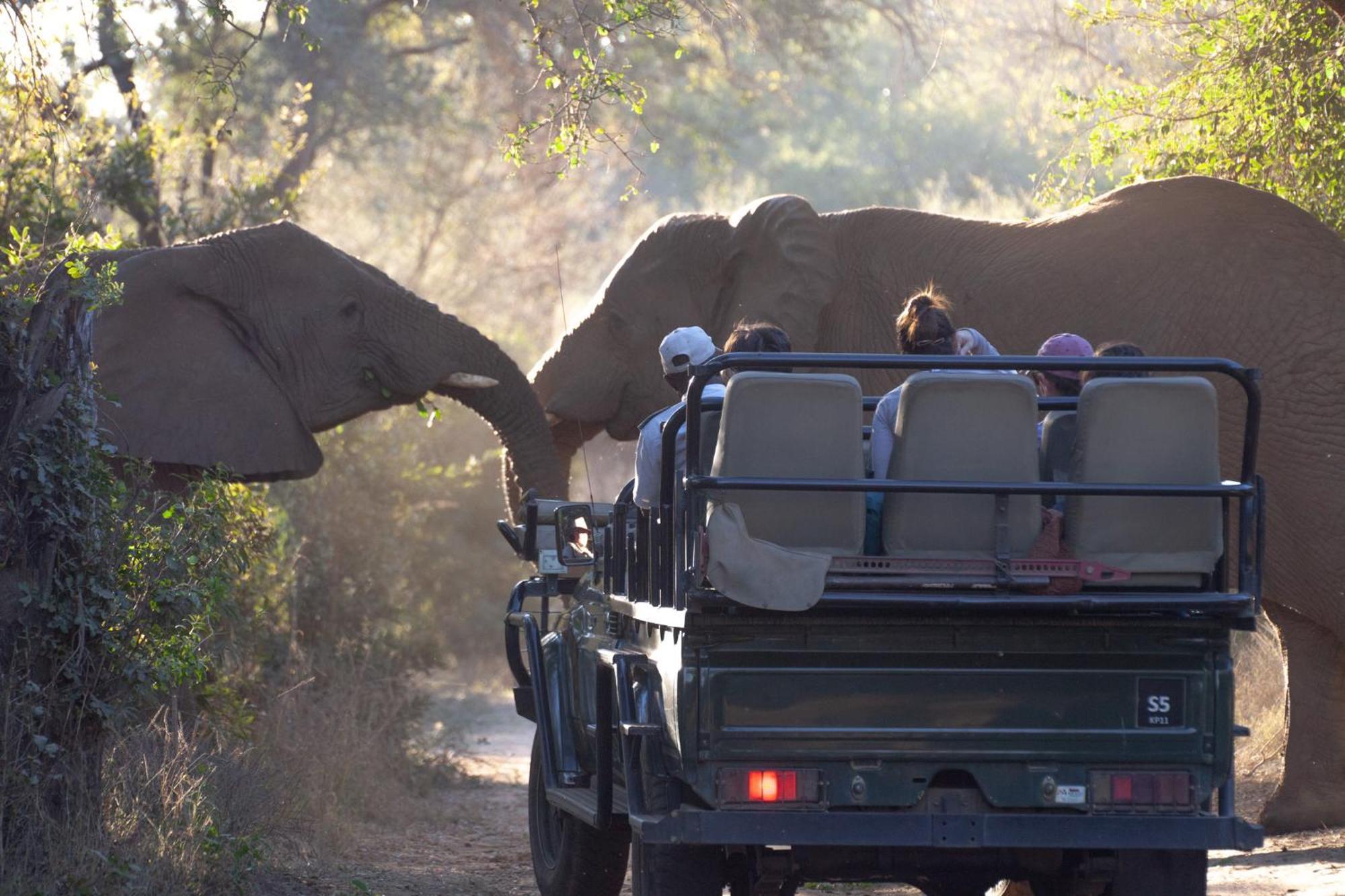 Karongwe Portfolio - Becks Safari Lodge Karongwe Game Reserve المظهر الخارجي الصورة