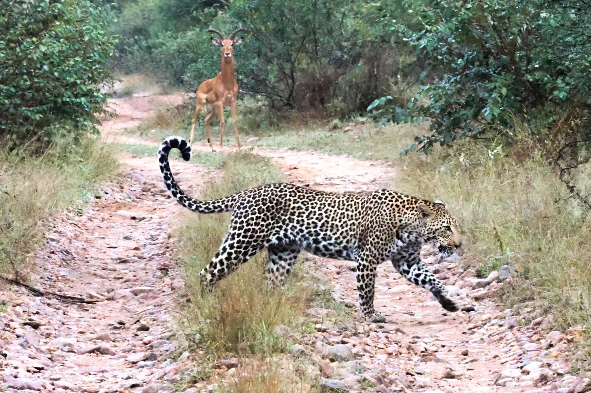 Karongwe Portfolio - Becks Safari Lodge Karongwe Game Reserve المظهر الخارجي الصورة
