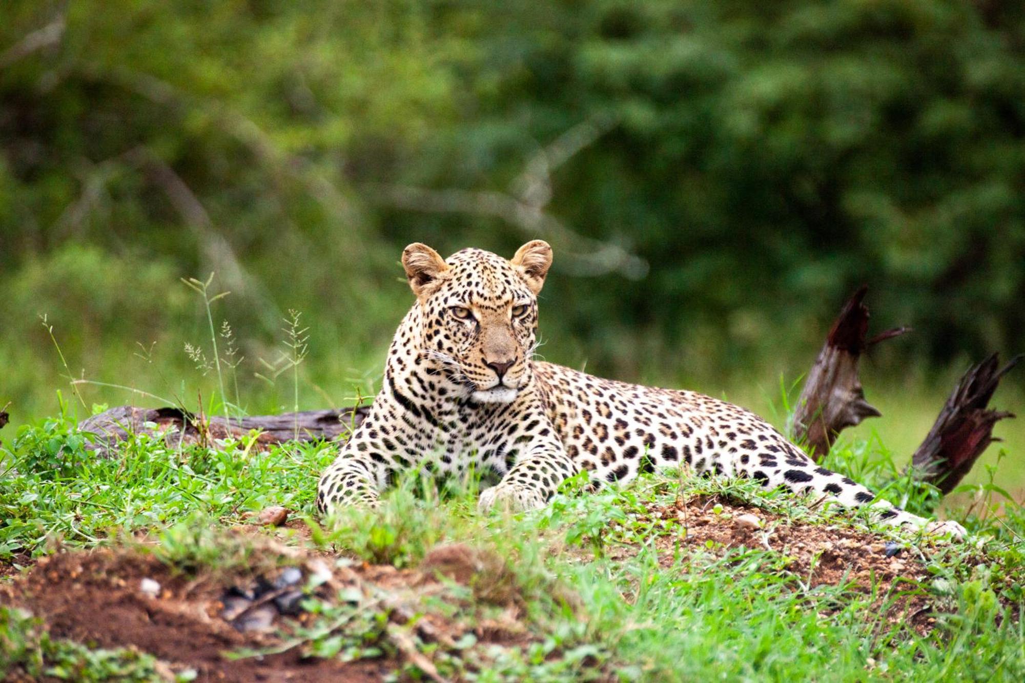 Karongwe Portfolio - Becks Safari Lodge Karongwe Game Reserve المظهر الخارجي الصورة