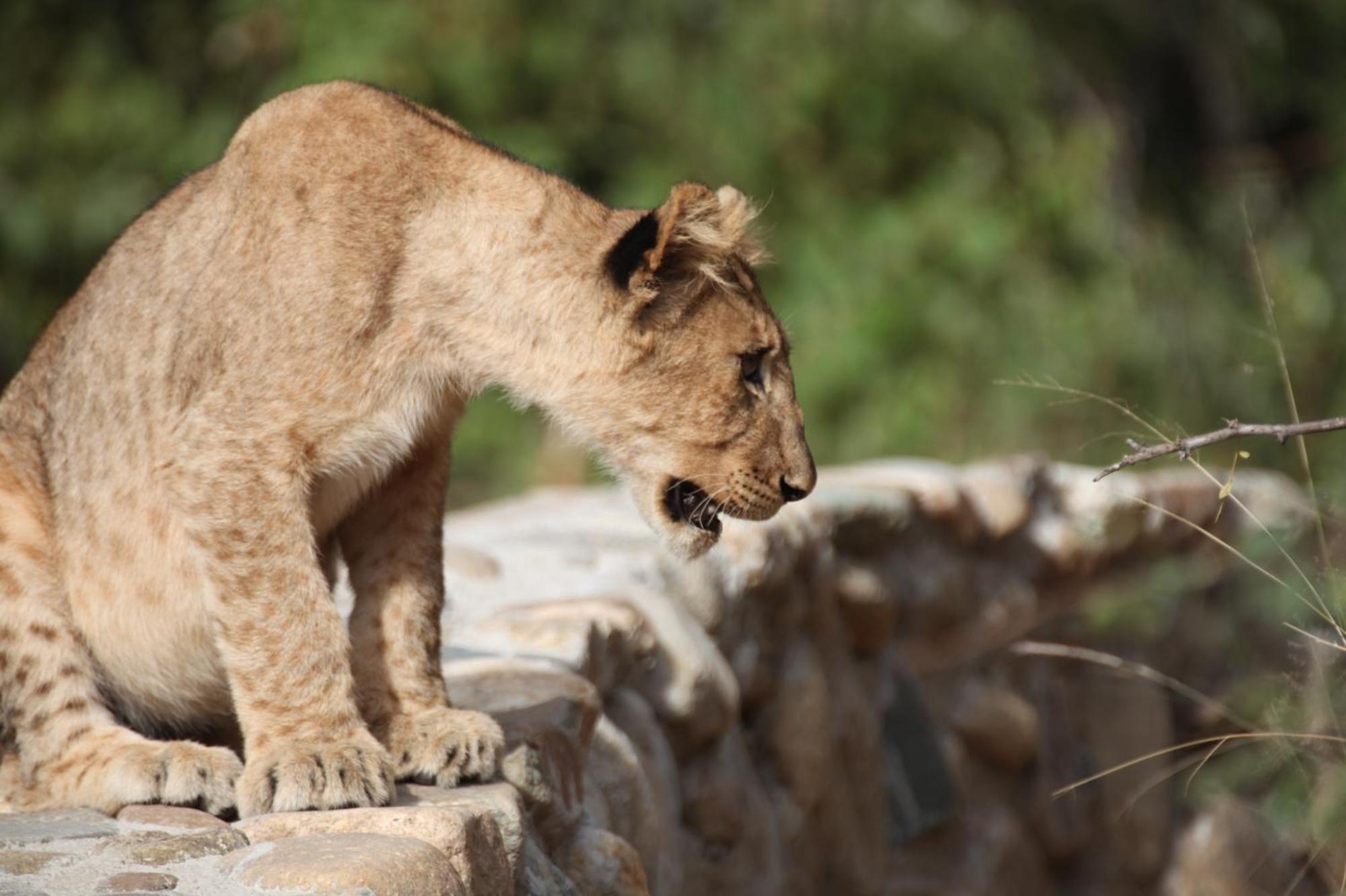 Karongwe Portfolio - Becks Safari Lodge Karongwe Game Reserve المظهر الخارجي الصورة