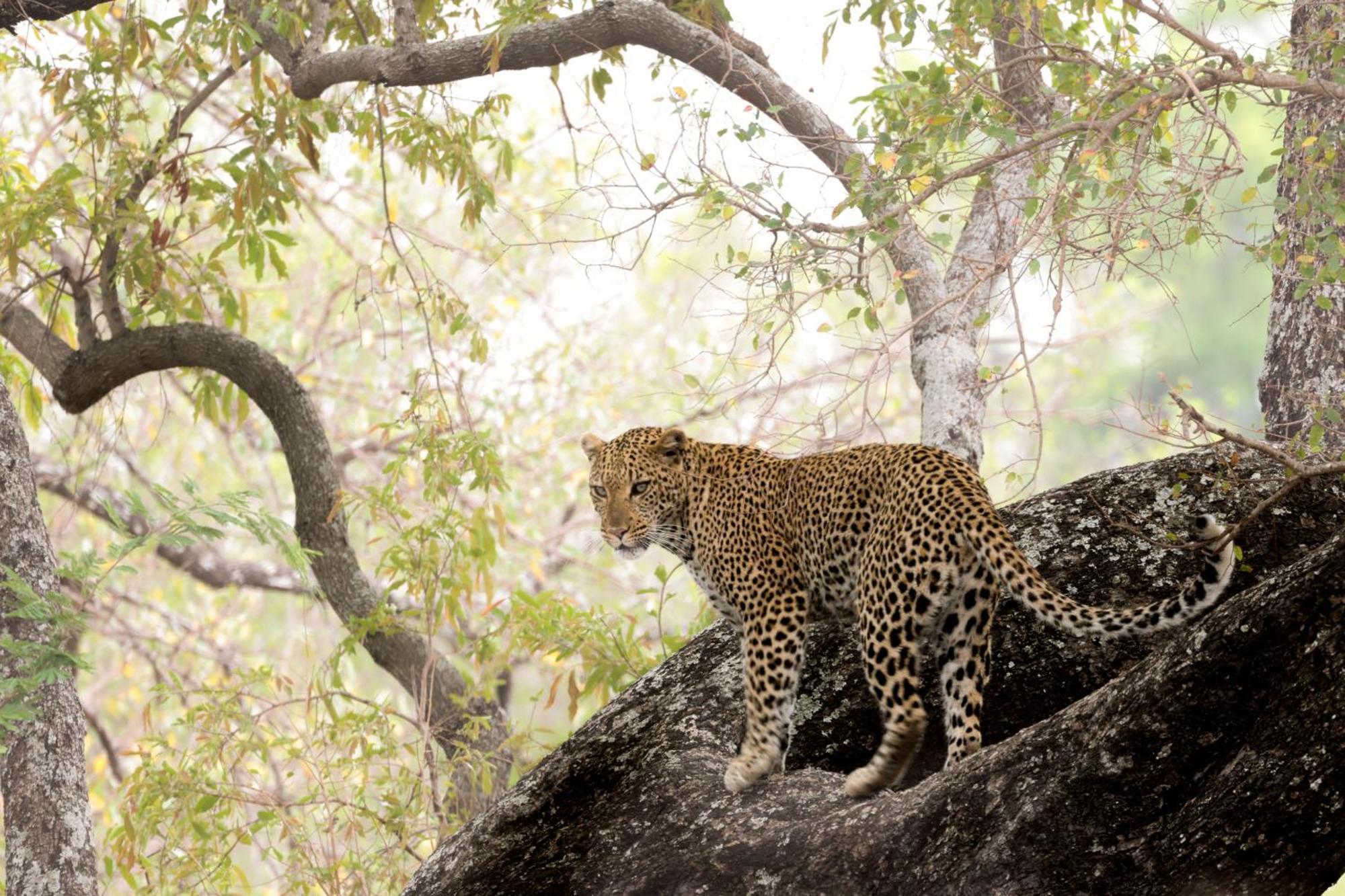 Karongwe Portfolio - Becks Safari Lodge Karongwe Game Reserve المظهر الخارجي الصورة