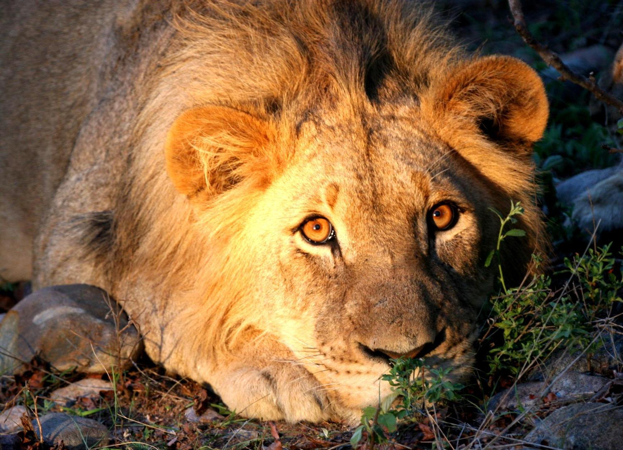 Karongwe Portfolio - Becks Safari Lodge Karongwe Game Reserve المظهر الخارجي الصورة