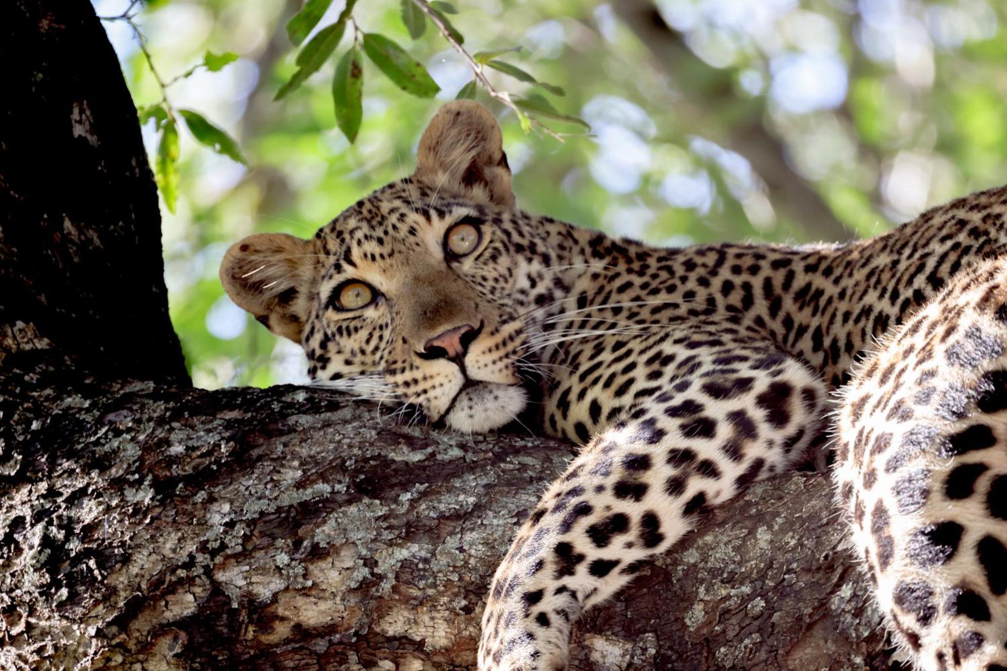 Karongwe Portfolio - Becks Safari Lodge Karongwe Game Reserve المظهر الخارجي الصورة
