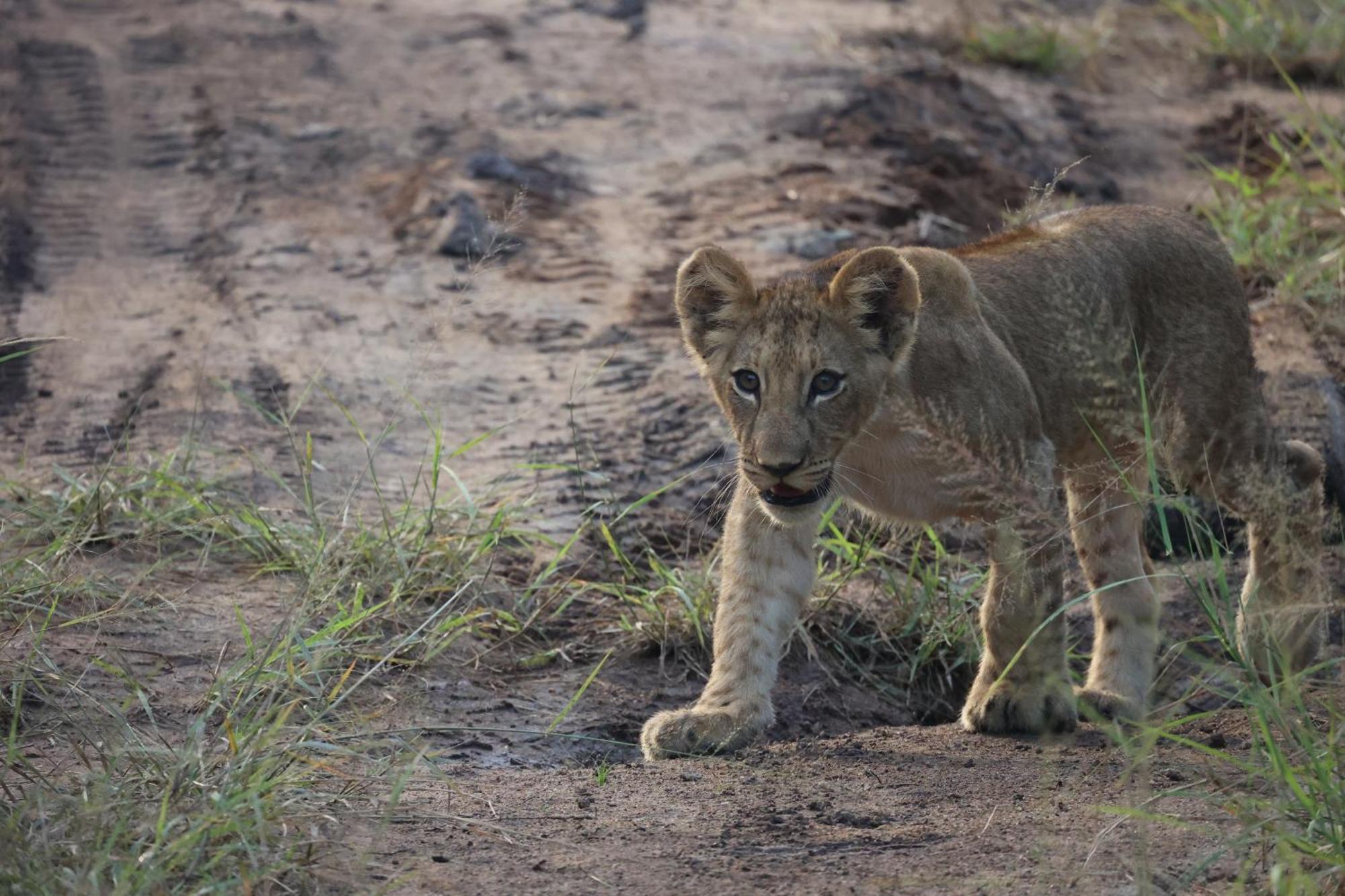 Karongwe Portfolio - Becks Safari Lodge Karongwe Game Reserve المظهر الخارجي الصورة