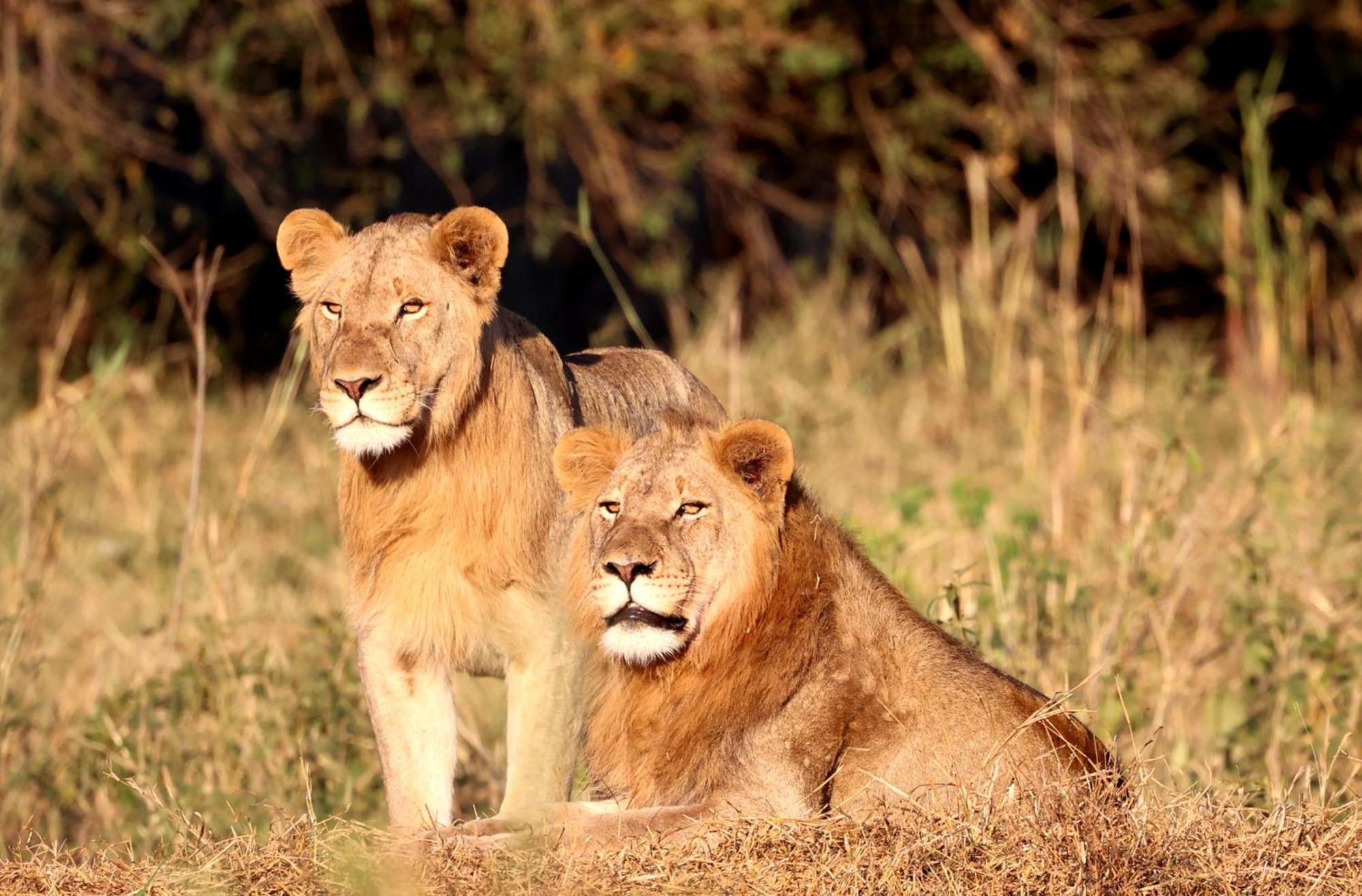 Karongwe Portfolio - Becks Safari Lodge Karongwe Game Reserve المظهر الخارجي الصورة