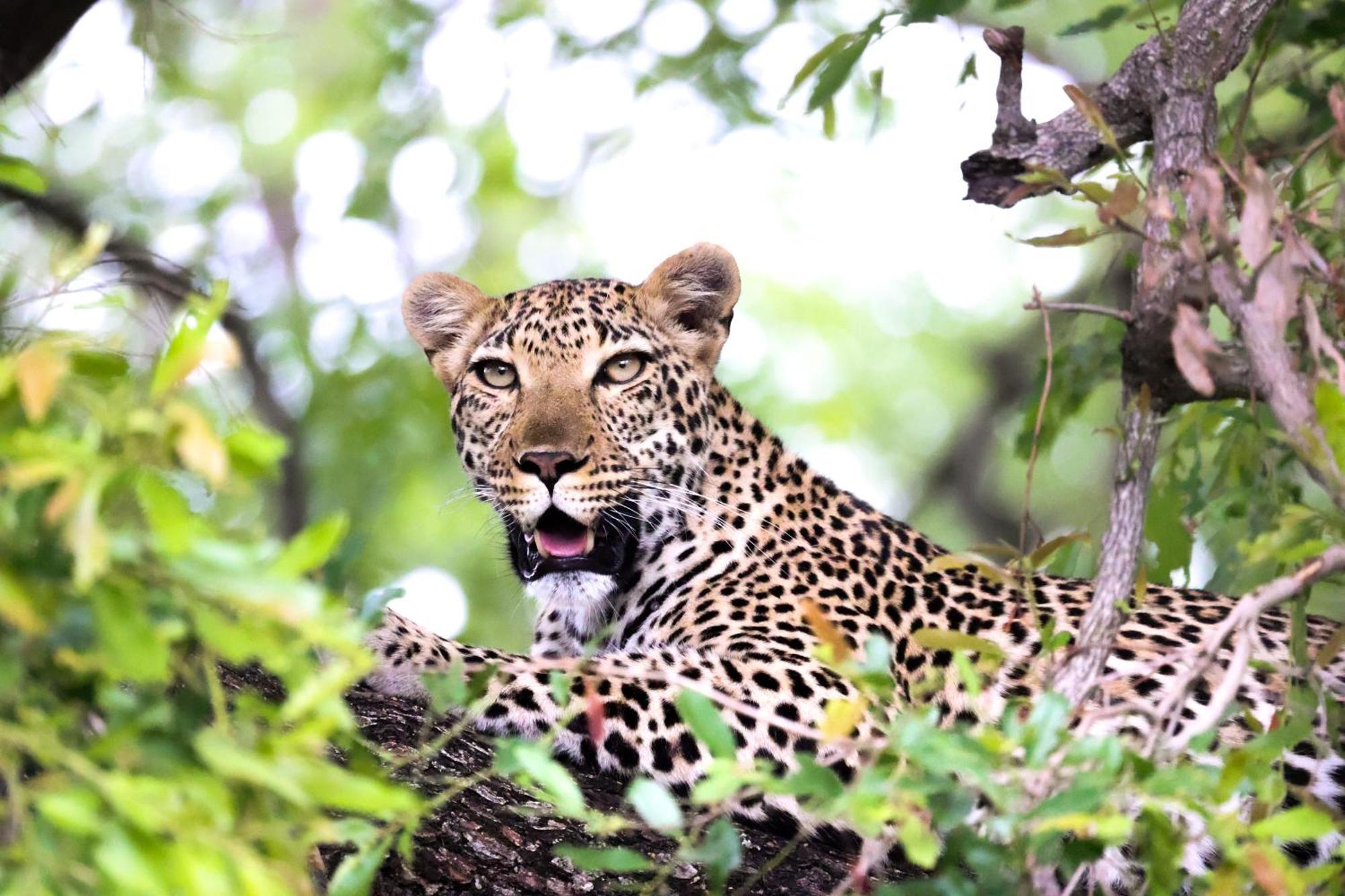 Karongwe Portfolio - Becks Safari Lodge Karongwe Game Reserve المظهر الخارجي الصورة